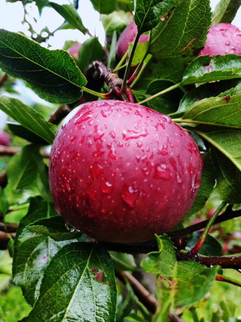 Trigarth Farms Fresh Apples