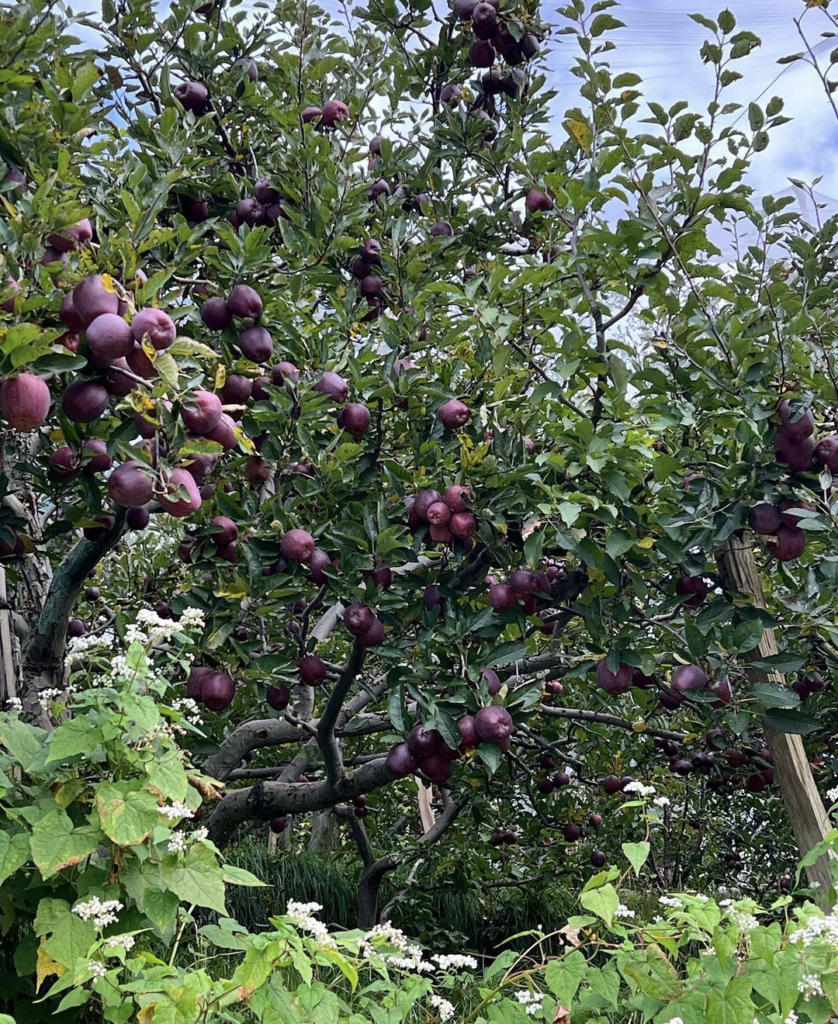 Trigarth Farms Apple Trees
