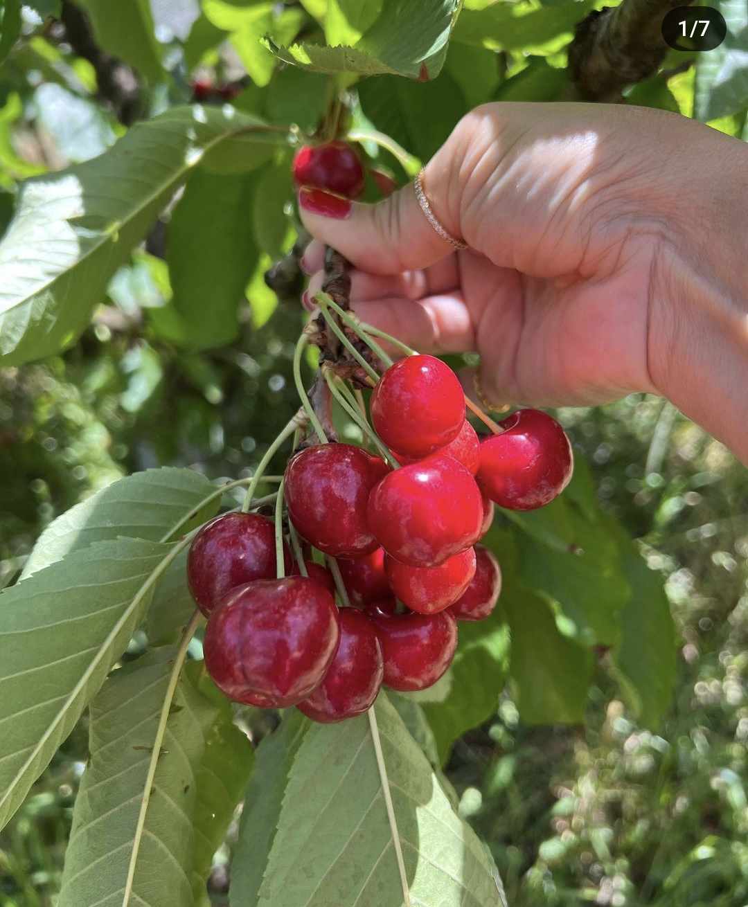 Trigarth Farms Fresh Cherry