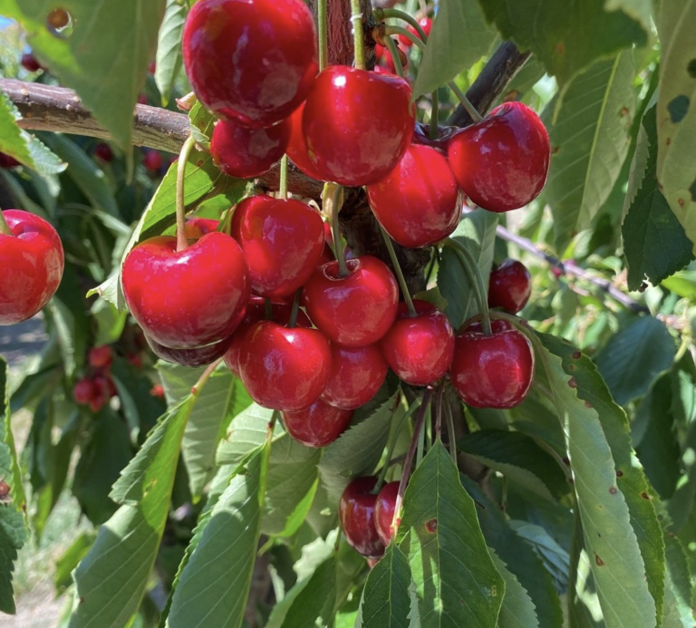 Trigarth Farms Fresh Cherry