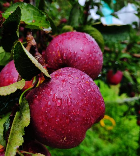 Trigarth Farms Fresh Apple