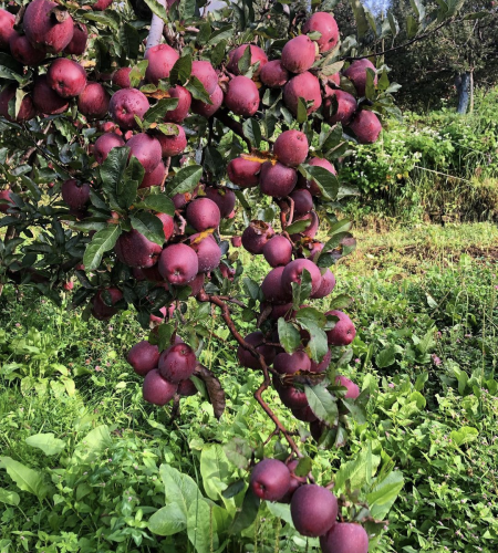 Trigarth Farms Fresh Apples